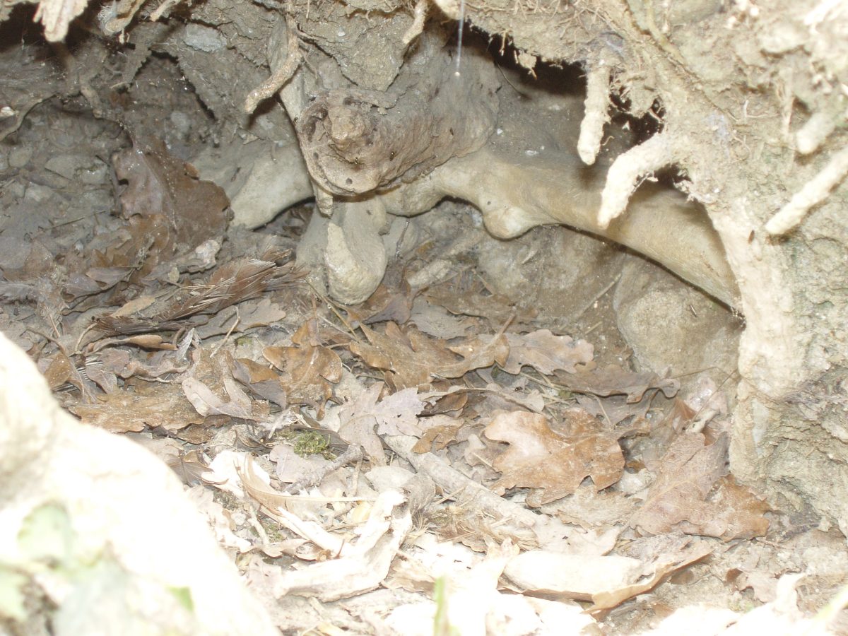 Coccyx d'un squelette en place dans une galerie de lapins