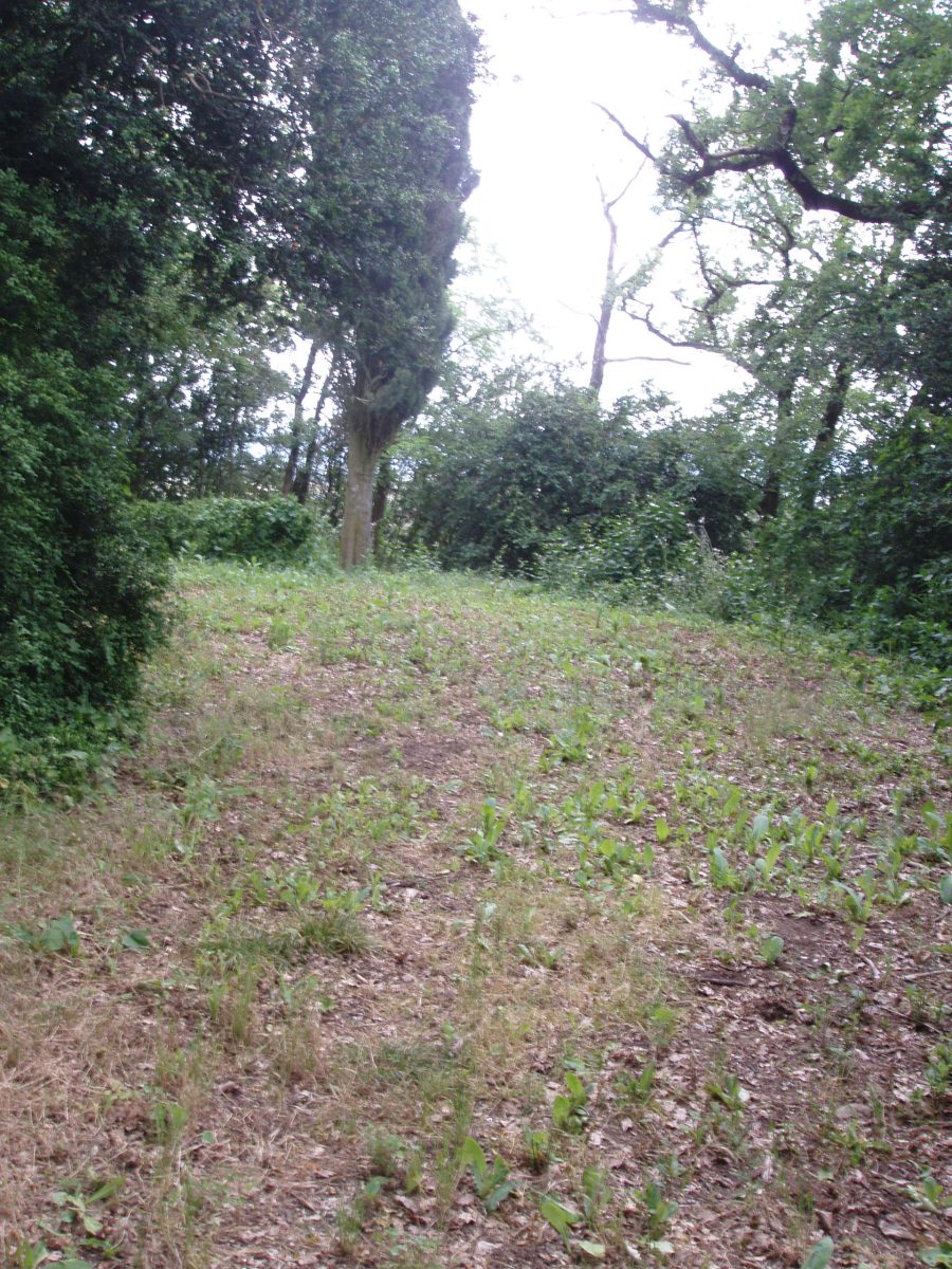 Le cyprès et l'emplacement de l'église au sommet de la colline.